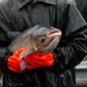 Image for article titled Here's How the Mysterious Twitter 'Carp' Meme Came to Be